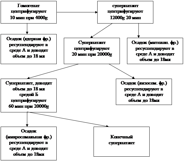 Де грамон схема химиотерапии