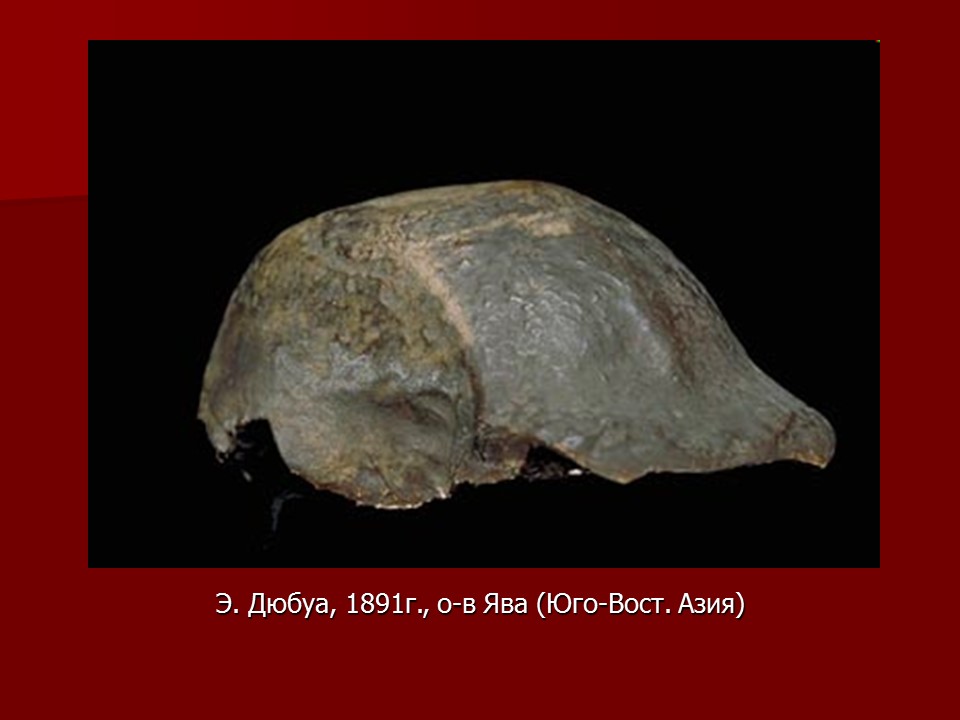 Происхождение и эволюция человека Этапы развития