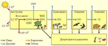 Составление схем пищевых цепей и переноса энергии в экосистеме 9 класс таблица влаголюбивые растения