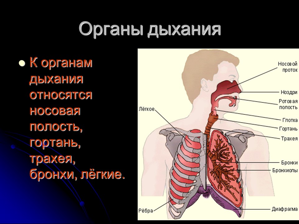 Органы дыхания 2