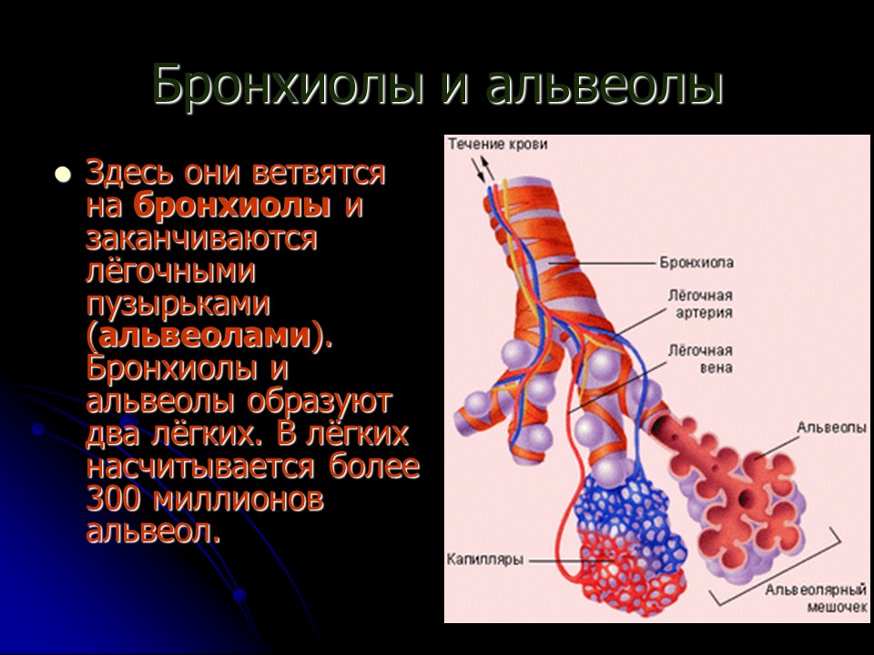 Органы дыхания 2