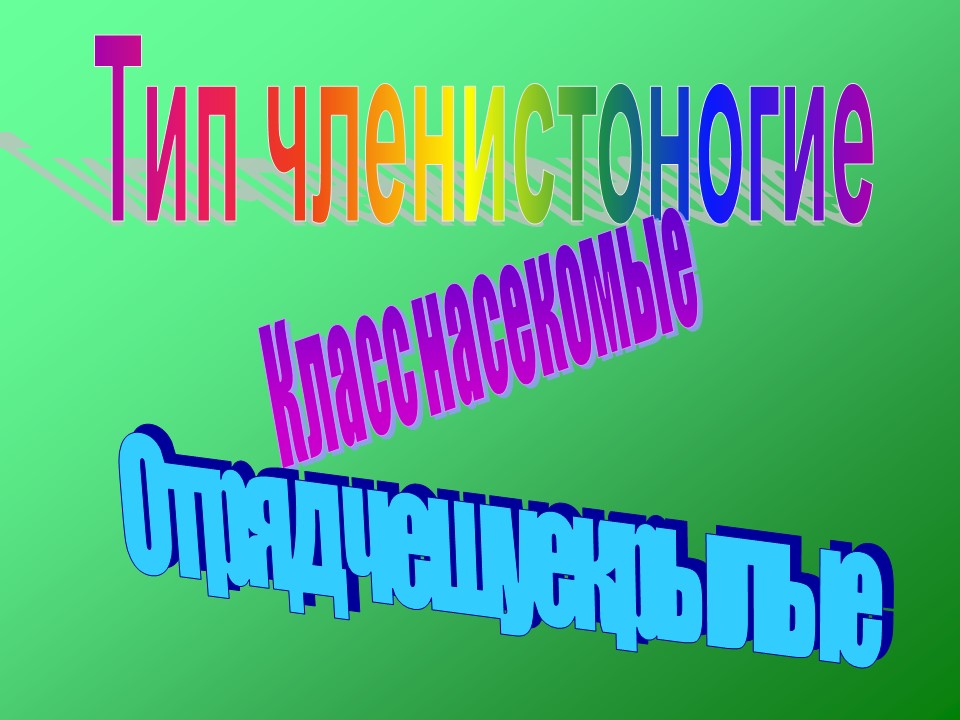 Бабочки