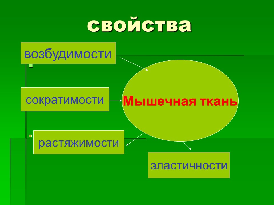 Мышцы как активная часть опорно-двигательной системы