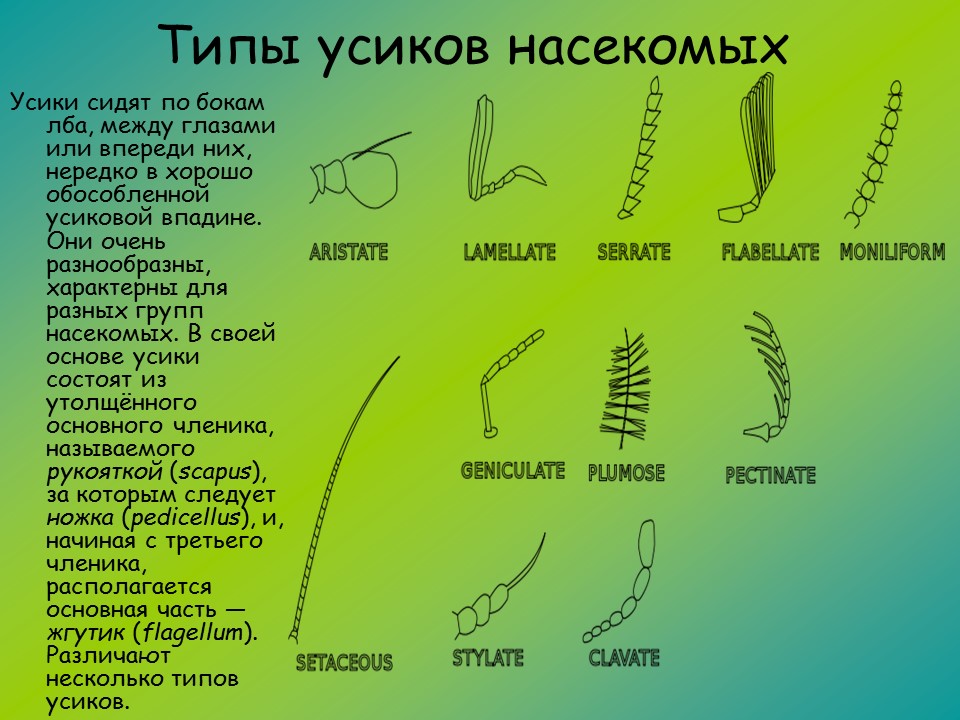 Изучение класса насекомых