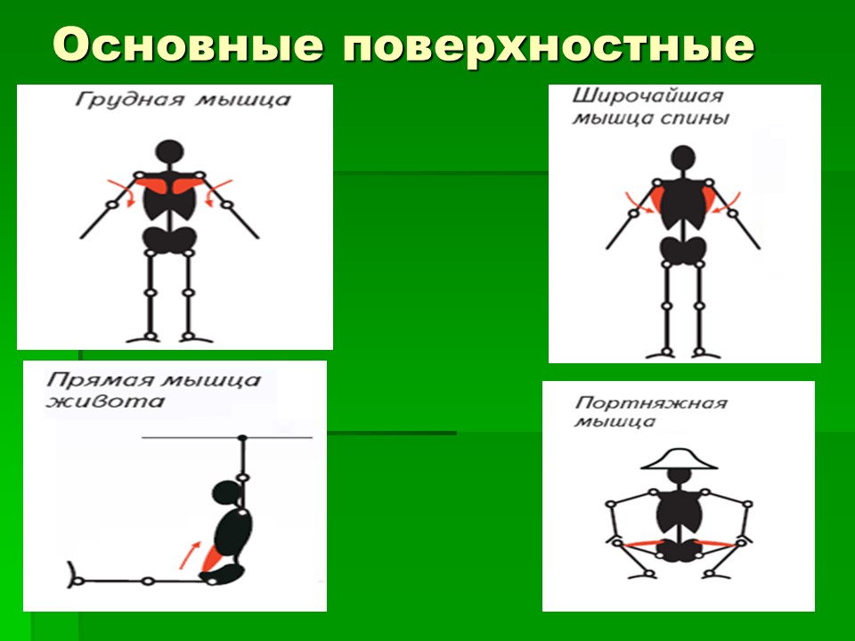 Мышцы как активная часть опорно-двигательной системы