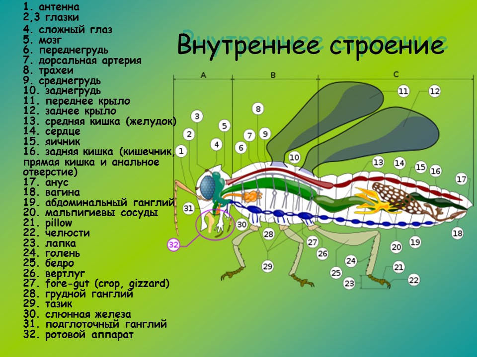 Изучение класса насекомых