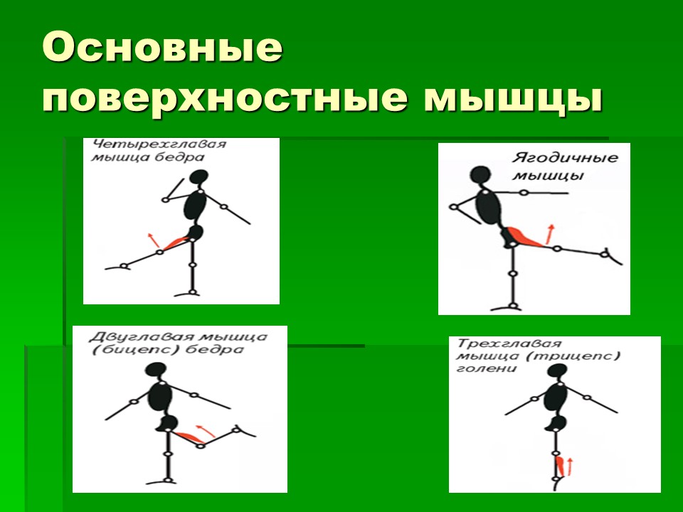 Мышцы как активная часть опорно-двигательной системы