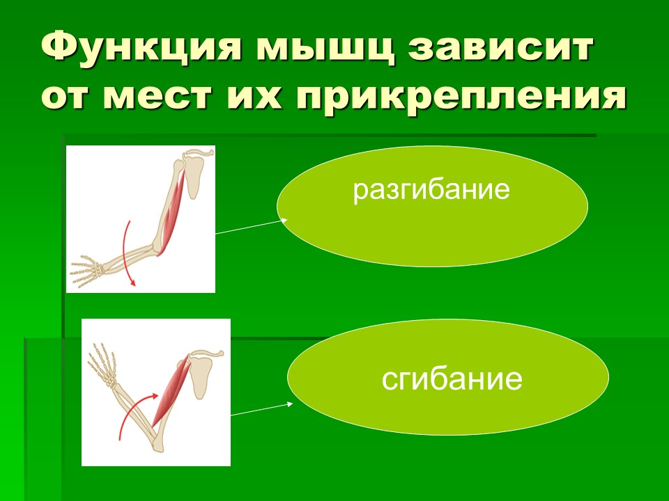 Мышцы как активная часть опорно-двигательной системы