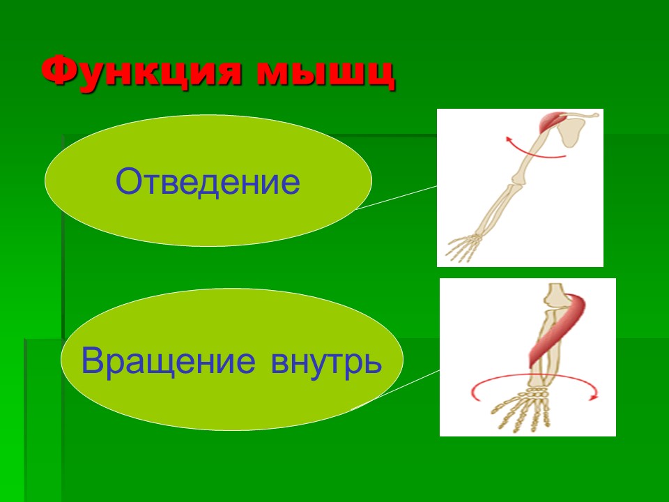 Мышцы как активная часть опорно-двигательной системы