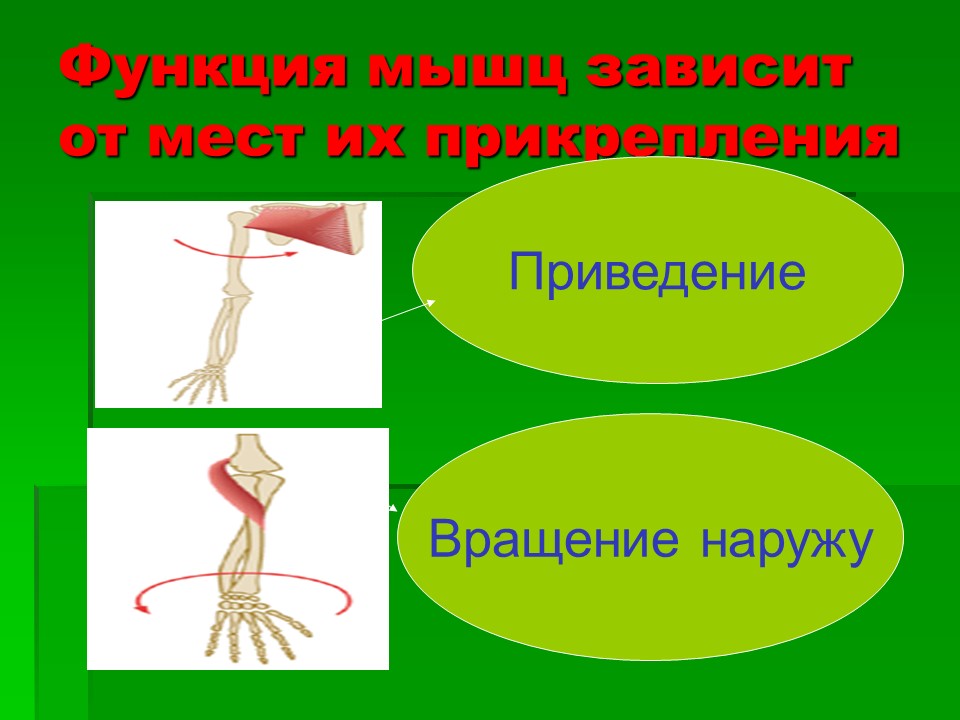 Мышцы как активная часть опорно-двигательной системы