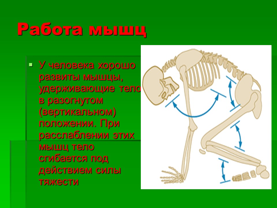 Мышцы как активная часть опорно-двигательной системы