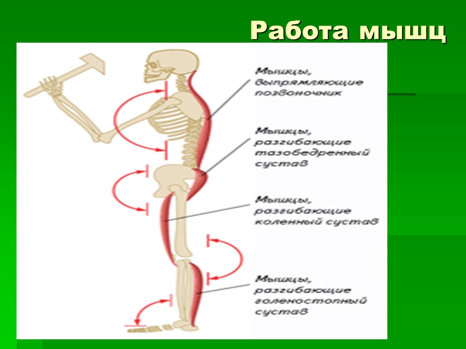 Мышцы как активная часть опорно-двигательной системы