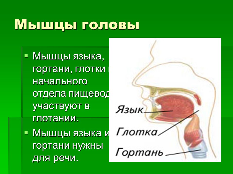 Мышцы как активная часть опорно-двигательной системы