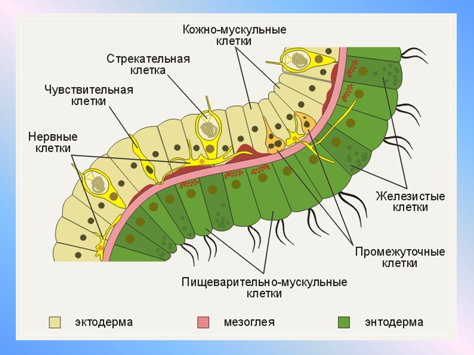 Пресноводный полип гидра