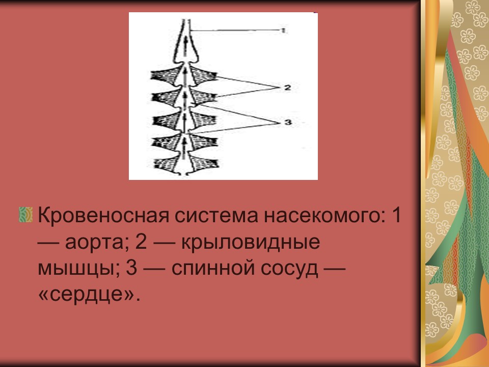 Тип членистоногие класс насекомые