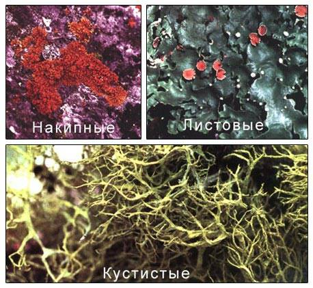 Лишайник у человека картинки