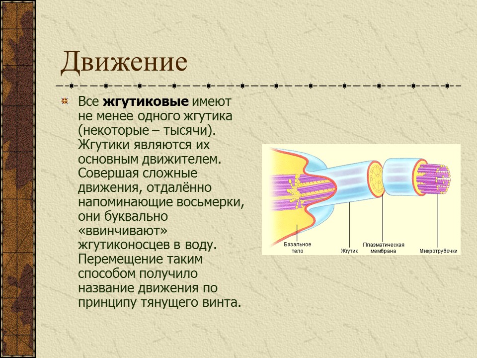 Простейшие жгутиковые