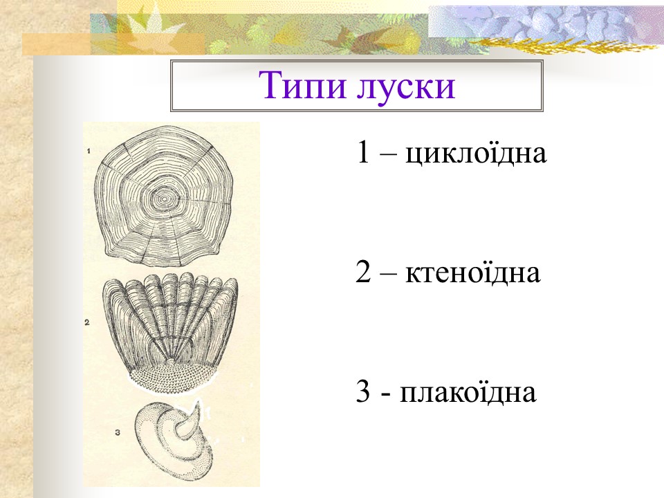 Родини промислових риб